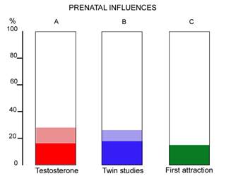 prenatal hormones an insignificant contributor to male brain structure