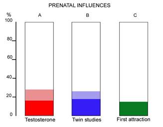 prenatal hormones an insignificant contributor to male brain structure
